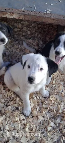River – Border Collie, Great Pyrenees puppy for sale in Homer, MI