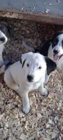 River, a female Border Collie and Great Pyrenees for sale in Homer, MI – 1 of 7