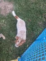 Foxy, a female Australian Stumpy Tail Cattle Dog for sale in Homer, MI – 5 of 8