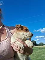 Foxy, a female Australian Stumpy Tail Cattle Dog for sale in Homer, MI – 7 of 8