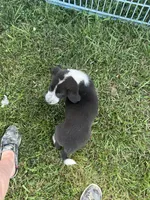 Maddy, a female Border Collie and Old English Sheepdog for sale in Homer, MI – 8 of 8