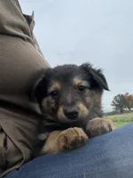 Sadie, a female German Shepherd Dog and Golden Retriever for sale in Homer, MI – 4 of 8