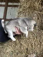 Luna , a female Norwegian Elkhound for sale in Homer, MI – 5 of 7
