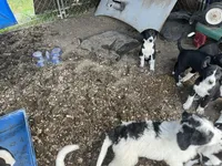 Stunner, a male Border Collie and Old English Sheepdog for sale in Homer, MI – 6 of 6