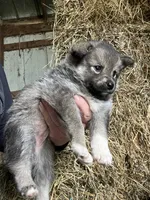Willow, a female Norwegian Elkhound for sale in Homer, MI – 2 of 5