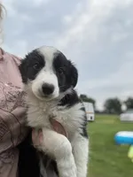 Oreo, a male Australian Cattle Dog and Australian Shepherd for sale in Homer, MI – 4 of 6