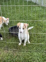Rosie , a female Australian Cattle Dog and Australian Shepherd for sale in Homer, MI – 7 of 9