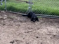 Bell, a female German Shepherd Dog and Labrador Retriever for sale in Homer, MI – Photo 6 of 9