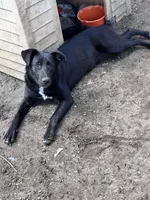 Bell, a female German Shepherd Dog and Labrador Retriever for sale in Homer, MI – Photo 7 of 9