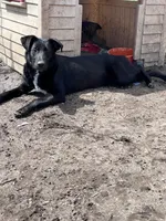 Bell, a female German Shepherd Dog and Labrador Retriever for sale in Homer, MI – Photo 3 of 9