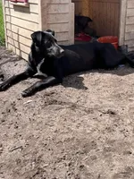 Bell, a female German Shepherd Dog and Labrador Retriever for sale in Homer, MI – Photo 4 of 9