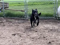 Bell, a female German Shepherd Dog and Labrador Retriever for sale in Homer, MI – Photo 5 of 9