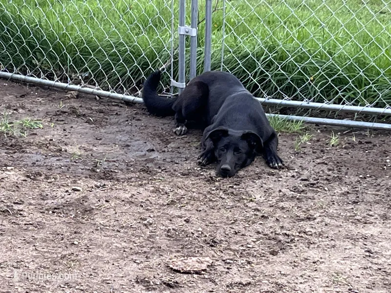 Bell – German Shepherd Dog, Labrador Retriever puppy for sale in Homer, MI