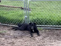 Bell, a female German Shepherd Dog and Labrador Retriever for sale in Homer, MI – Photo 2 of 9