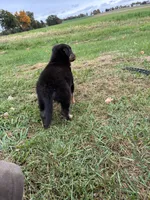 Nala, a female German Shepherd Dog for sale in Homer, MI – 5 of 7