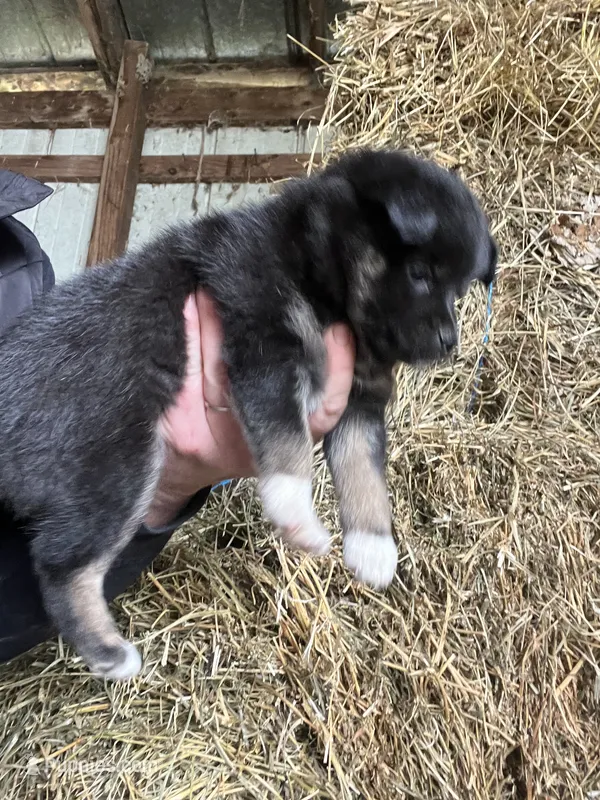 Nova – Alaskan Klee Kai, Pomsky puppy for sale in Homer, MI