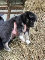 Nova, a female Norwegian Elkhound for sale in Homer, MI – 4 of 8