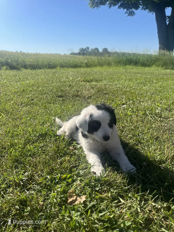 Moose – Border Collie, Great Pyrenees puppy for sale in Homer, MI