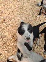 Moose, a male Border Collie and Old English Sheepdog for sale in Homer, MI – 3 of 5