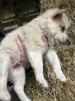 Sadie, a male Norwegian Elkhound for sale in Homer, MI – 3 of 6