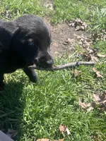 Stormy , a female Labrador Retriever for sale in Homer, MI – Photo 3 of 8
