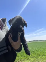 Stormy , a female Labrador Retriever for sale in Homer, MI – Photo 4 of 8