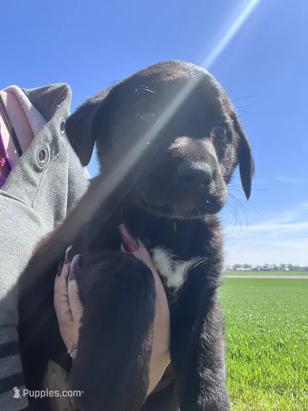 Stormy , a female Labrador Retriever for sale in Homer, MI – Photo 1 of 8
