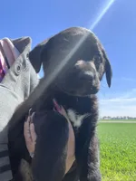 Stormy , a female Labrador Retriever for sale in Homer, MI – Photo 1 of 8