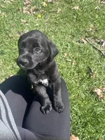 Stormy , a female Labrador Retriever for sale in Homer, MI – Photo 6 of 8