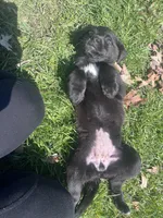 Stormy , a female Labrador Retriever for sale in Homer, MI – Photo 7 of 8