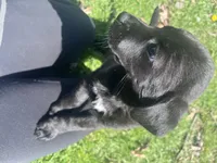 Stormy , a female Labrador Retriever for sale in Homer, MI – Photo 5 of 8