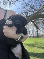 Stormy , a female Labrador Retriever for sale in Homer, MI – Photo 2 of 8