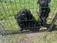 Stormy , a female Labrador Retriever for sale in Homer, MI – Photo 8 of 8