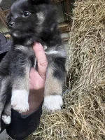 Nova, a female Norwegian Elkhound for sale in Homer, MI – 5 of 8