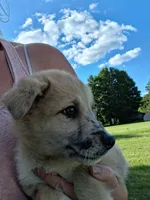 Mally, a female German Shepherd Dog and Anatolian Shepherd Dog for sale in Homer, MI – 5 of 8