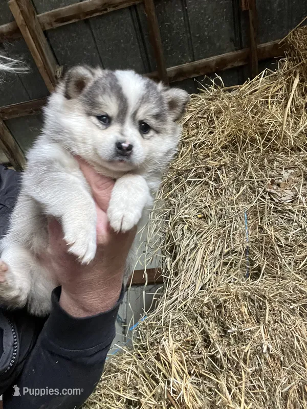 Luna  – Norwegian Elkhound puppy for sale in Homer, MI