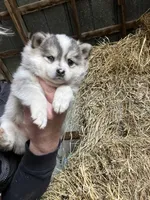 Luna , a female Norwegian Elkhound for sale in Homer, MI – 1 of 7