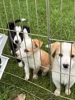 Rosie , a female Australian Cattle Dog and Australian Shepherd for sale in Homer, MI – 6 of 9