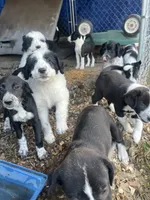 Stunner, a male Border Collie and Old English Sheepdog for sale in Homer, MI – 4 of 6