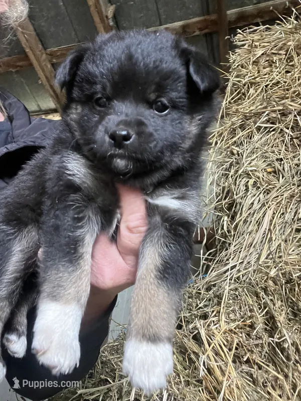 Nova – Norwegian Elkhound puppy for sale in Homer, MI