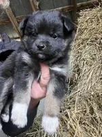 Nova, a female Norwegian Elkhound for sale in Homer, MI – 1 of 8