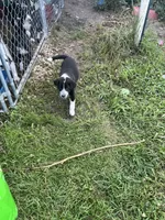 Maddy, a female Border Collie and Old English Sheepdog for sale in Homer, MI – 6 of 8