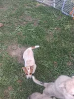 Foxy, a female Australian Stumpy Tail Cattle Dog for sale in Homer, MI – 6 of 8