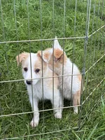 Rosie , a female Australian Cattle Dog and Australian Shepherd for sale in Homer, MI – 2 of 9