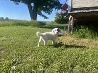 Nelly , a female Border Collie and Great Pyrenees for sale in Homer, MI – 2 of 5