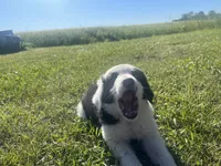 Moose, a male Border Collie and Great Pyrenees for sale in Homer, MI – 2 of 10