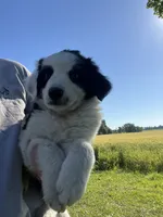 Moose, a male Border Collie and Great Pyrenees for sale in Homer, MI – 3 of 10
