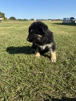 Gunner, a male German Shepherd Dog for sale in Homer, MI – 6 of 9