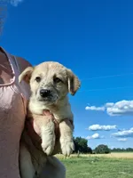 Mally, a female German Shepherd Dog and Anatolian Shepherd Dog for sale in Homer, MI – 4 of 8
