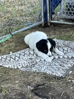 Axe, a male Border Collie and Great Pyrenees for sale in Homer, MI – 6 of 7